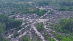 "Data WRI 2025 ungkap Indonesia masuk 5 besar negara dengan kehilangan hutan terbesar di dunia (32 juta ha). 78% kerusakan bersifat permanen akibat alih fungsi lahan."