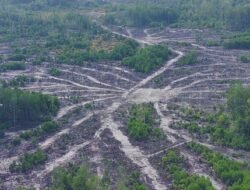 Darurat Ekologis: Indonesia Masuk 5 Besar Dunia Kehilangan Hutan, 32 Juta Hektare Lenyap