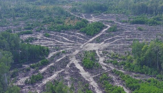 "Data WRI 2025 ungkap Indonesia masuk 5 besar negara dengan kehilangan hutan terbesar di dunia (32 juta ha). 78% kerusakan bersifat permanen akibat alih fungsi lahan."