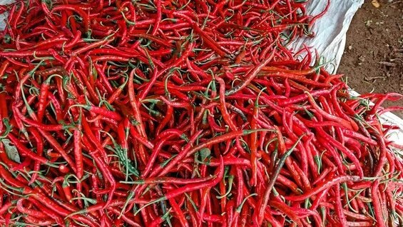 "Kaget! Harga cabai rawit di Pasar Sungai Ana Sintang melonjak 100% jadi Rp100 ribu/kg jelang Natal. Pedagang sebut kenaikan terjadi dalam semalam."