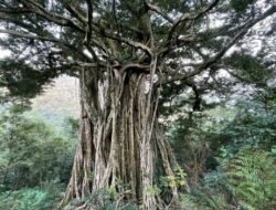 Rumah Adem dan Bebas Banjir? Tanam 5 Jenis Pohon Penahan Air Ini di Lingkunganmu!