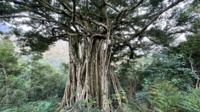 "Ingin lingkungan asri dan bebas banjir? Kenali 5 jenis pohon penahan air terbaik, mulai dari Trembesi hingga Gayam, yang wajib ditanam untuk menjaga ketersediaan air tanah."