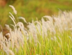 Sering Dianggap Gulma, Ini 7 Jenis Rumput di Indonesia yang Ternyata Punya Khasiat Obat