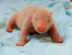 Kado Spesial Akhir Tahun! Bayi Panda Raksasa Lahir di Taman Safari, Prabowo Beri Nama “Satrio”