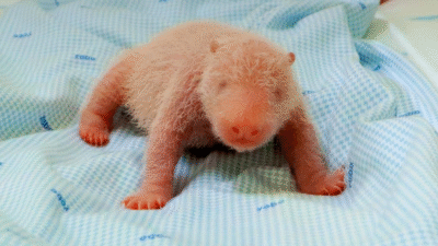 "Indonesia sambut kelahiran bayi panda raksasa di Taman Safari Bogor. Presiden Prabowo beri nama Satrio "RIO" sebagai simbol ketangguhan konservasi global."