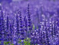 Bukan Sekadar Pengharum Ruangan, Ini 5 Khasiat Ajaib Bunga Lavender untuk Tubuh dan Pikiran