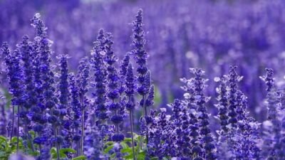 "Lebih dari sekadar wangi, bunga lavender simpan 5 khasiat ajaib. Dari atasi insomnia, stres, hingga masalah kulit, temukan manfaat lengkapnya di sini."