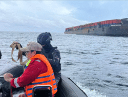 Nekat Muat di Jetty Disegel KKP, Dua Kapal Nikel Tujuan IMIP ‘Diseret’ KRI Bung Hatta