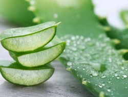 Bukan Cuma Buat Rambut! Ini 7 Manfaat Ajaib Aloe Vera untuk Wajah dan Kesehatan