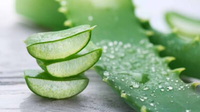 "Dikenal sebagai tanaman keabadian, aloe vera punya segudang khasiat. Simak 7 manfaat aloe vera mulai dari obat jerawat, penyubur rambut, hingga kesehatan pencernaan. "