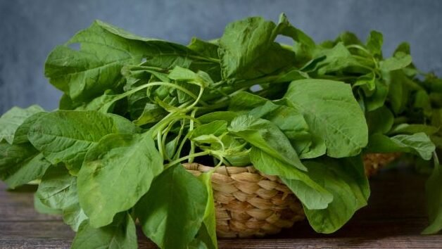 "Sering dianggap sayuran biasa, ternyata manfaat bayam luar biasa untuk mata, tulang, hingga kulit. Simak kandungan nutrisi lengkapnya di sini."