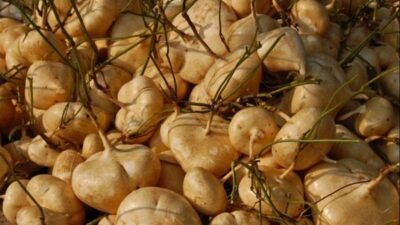 "Bengkoang tak hanya memutihkan kulit. Simak 7 manfaat bengkoang untuk pencernaan, diet, jantung, hingga diabetes yang jarang diketahui. Baca selengkapnya di sini."