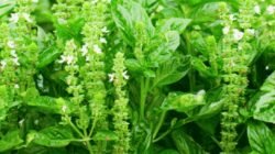 "Ternyata daun kemangi bukan hanya lalapan biasa. Simak 4 manfaat kesehatan daun kemangi, mulai dari menjaga jantung hingga mengatasi stres secara alami di sini."