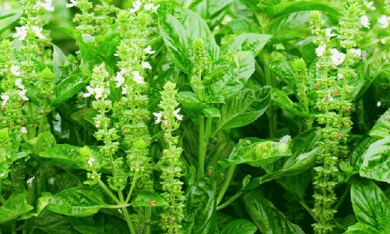 "Ternyata daun kemangi bukan hanya lalapan biasa. Simak 4 manfaat kesehatan daun kemangi, mulai dari menjaga jantung hingga mengatasi stres secara alami di sini."