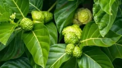 "Jangan hanya lihat buahnya, daun mengkudu ternyata menyimpan segudang khasiat. Simak 4 manfaat daun mengkudu untuk kulit awet muda hingga nyeri sendi."