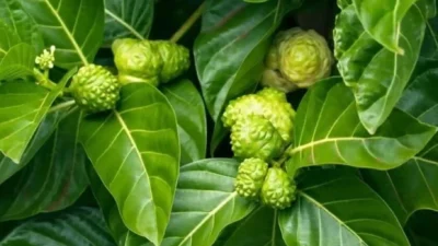 "Jangan hanya lihat buahnya, daun mengkudu ternyata menyimpan segudang khasiat. Simak 4 manfaat daun mengkudu untuk kulit awet muda hingga nyeri sendi."