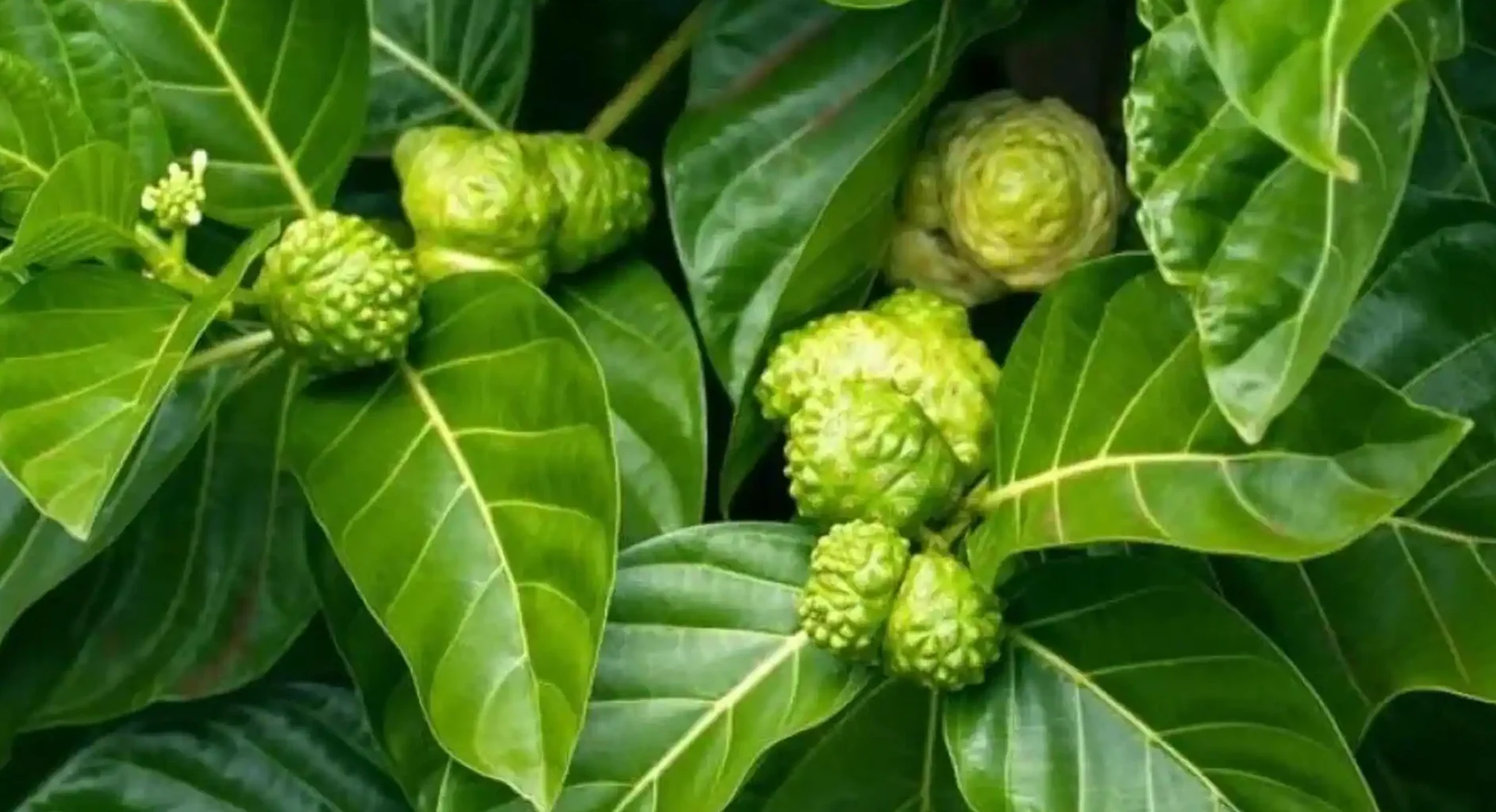 "Jangan hanya lihat buahnya, daun mengkudu ternyata menyimpan segudang khasiat. Simak 4 manfaat daun mengkudu untuk kulit awet muda hingga nyeri sendi."