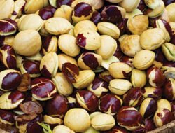 Meski Bau tapi Berkhasiat! Ini 5 Manfaat Jengkol yang Bikin Kamu Pikir Ulang untuk Menolaknya