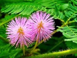 Sering Diinjak dan Diabaikan, Ini 5 Manfaat Ajaib Putri Malu untuk Kesehatan Pria dan Wanita