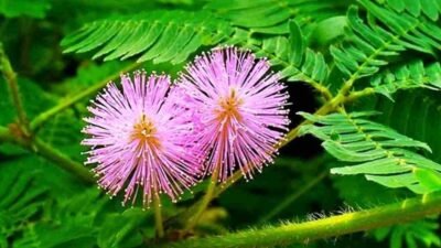 "Di balik durinya yang tajam, putri malu menyimpan rahasia kesehatan. Simak manfaatnya untuk mengatasi insomnia, diabetes, hingga ramuan stamina pria."