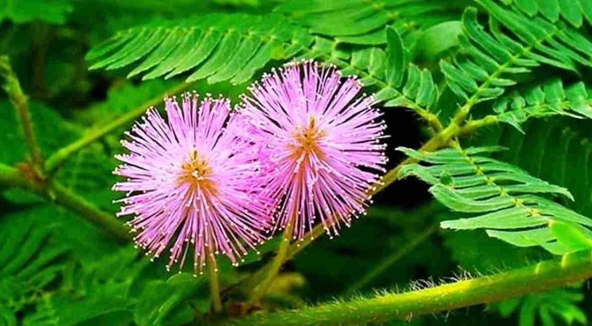 "Di balik durinya yang tajam, putri malu menyimpan rahasia kesehatan. Simak manfaatnya untuk mengatasi insomnia, diabetes, hingga ramuan stamina pria."