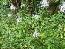 Bukan Sekadar Tanaman Hias! Ini 5 Manfaat Kumis Kucing untuk Ginjal dan Kesehatan