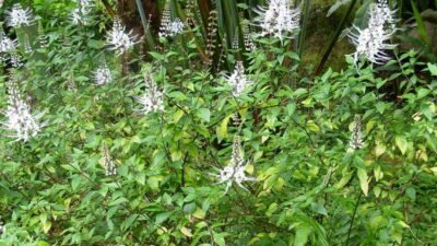 "Dikenal sebagai penghancur batu ginjal alami, kumis kucing menyimpan segudang khasiat. Simak 5 manfaat kumis kucing untuk kesehatan yang wajib Anda ketahui."