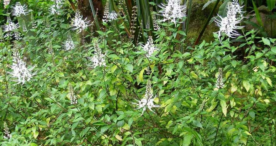 "Dikenal sebagai penghancur batu ginjal alami, kumis kucing menyimpan segudang khasiat. Simak 5 manfaat kumis kucing untuk kesehatan yang wajib Anda ketahui."