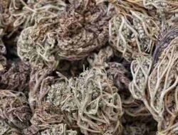 Mengenal Rumput Fatimah: Antara Khasiat untuk Wanita dan Risiko bagi Ibu Hamil