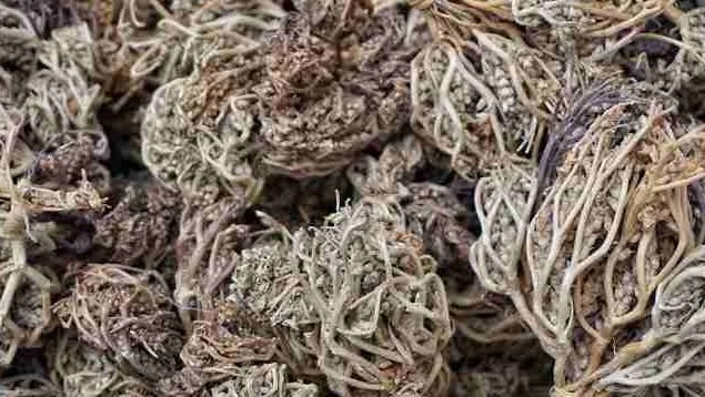 "Rumput Fatimah dipercaya turun-temurun untuk kesehatan wanita. Simak manfaatnya untuk haid dan nifas, serta alasan medis mengapa ia berbahaya bagi ibu hamil."