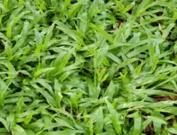 Bukan Sekadar Pakan Ternak! Ini 5 Manfaat Ilmiah Rumput Gajah bagi Ekonomi dan Lingkungan