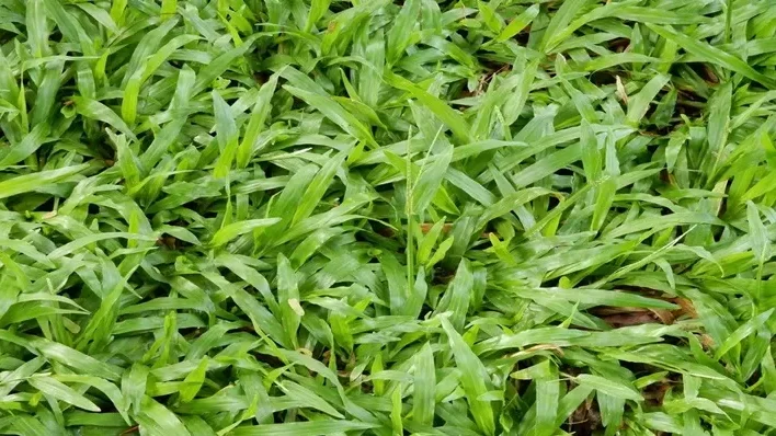 "Dikenal dengan nama latin Pennisetum purpureum, rumput gajah memiliki kandungan protein tinggi dan fungsi ekologis vital. Simak 5 manfaatnya berdasarkan data ilmiah di sini."