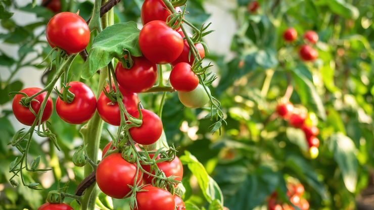 "Tomat kaya akan likopen yang ampuh tangkal radikal bebas. Simak manfaat tomat untuk kesehatan jantung, mata, hingga bikin kulit glowing alami di sini."