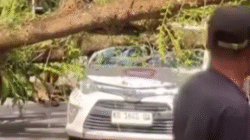 Kondisi mobil taksi online yang ringsek parah pada bagian atap akibat tertimpa pohon besar yang tumbang di Jalan WR Supratman, depan kampus IAIN Pontianak, Jumat (6/12).