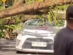 Mobil Taksi Online Ringsek Tertimpa Pohon Tumbang di Depan IAIN Pontianak, Sopir Selamat