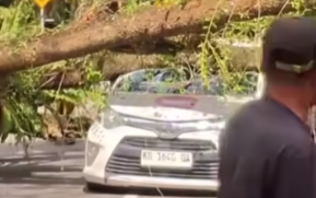 Kondisi mobil taksi online yang ringsek parah pada bagian atap akibat tertimpa pohon besar yang tumbang di Jalan WR Supratman, depan kampus IAIN Pontianak, Jumat (6/12).