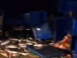 Hilang Kendali di Tikungan Pemodis Sanggau, Mobil Pikap Bermuatan Ikan Terbalik