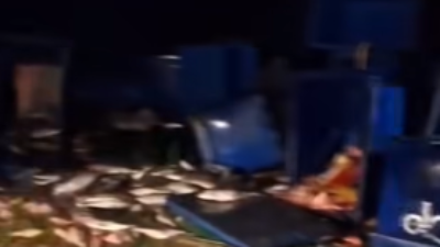 Kondisi mobil pikap pengangkut ikan yang terbalik dan muatannya berserakan di tikungan Pemodis, Kecamatan Beduai, Sanggau, Jumat (26/12/2025) malam.