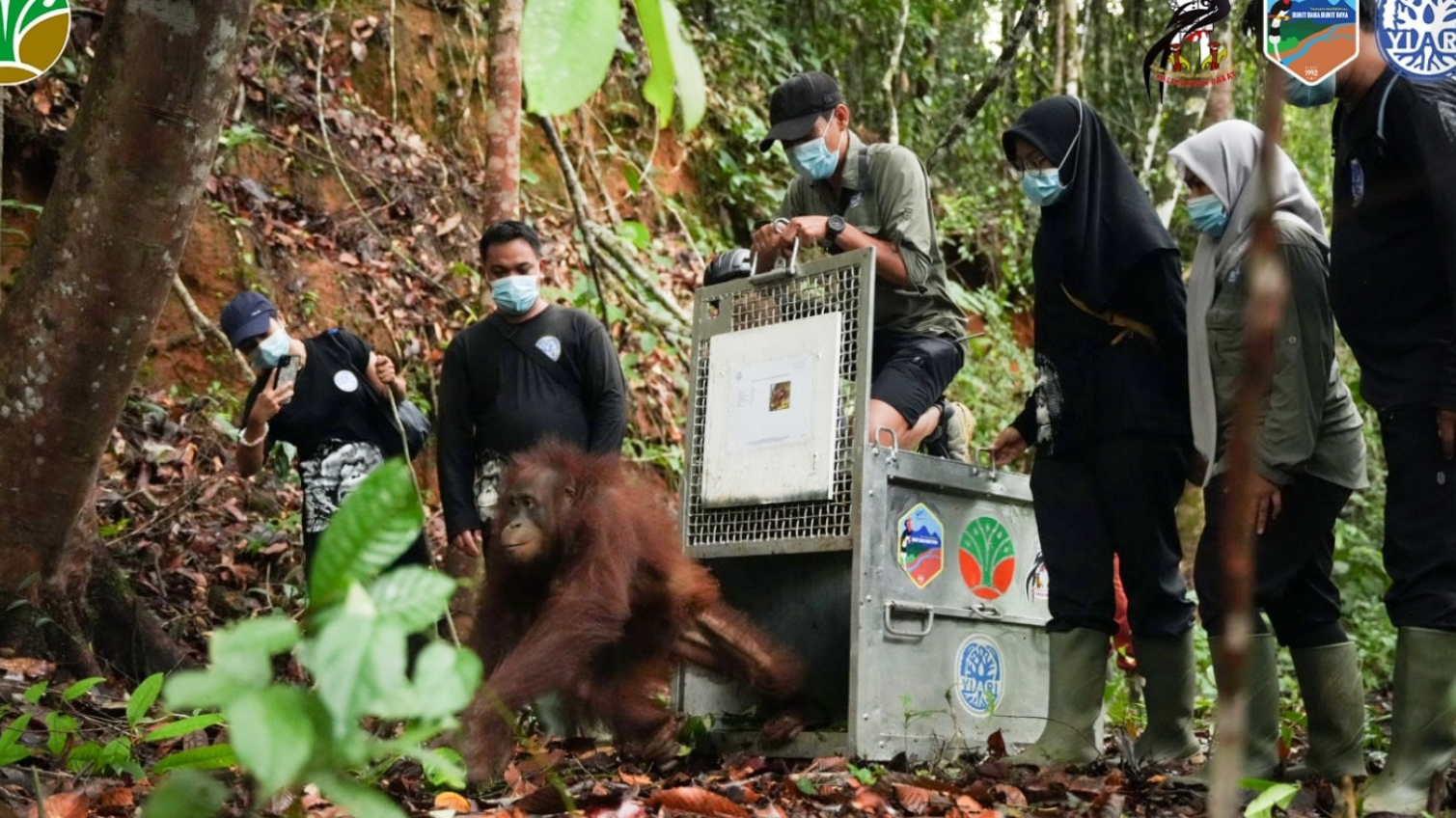 Tim gabungan BKSDA Kalbar, BTNBBBR, dan YIARI melakukan proses pelepasliaran salah satu individu orangutan Kalimantan ke habitat alaminya di Taman Nasional Bukit Baka Bukit Raya, Kabupaten Melawi, Kalimantan Barat, Selasa (16/12/2025). (Dok. HO/Faktakalbar.id)