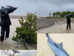 Viral Video 42 Detik, Warga Paloh Temukan Lumba-lumba Mati Terdampar di Pantai Mentibar
