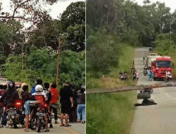 Nahas di Jalan Lintas Sintang-Putusibau, Penjual Pakaian Keliling Tewas Hantam Pohon Tumbang