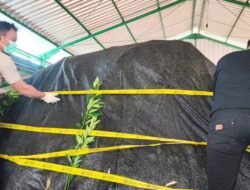 Tak Dilengkapi Dokumen, Ribuan Bibit Jeruk Asal Semarang Ditolak Masuk Ketapang