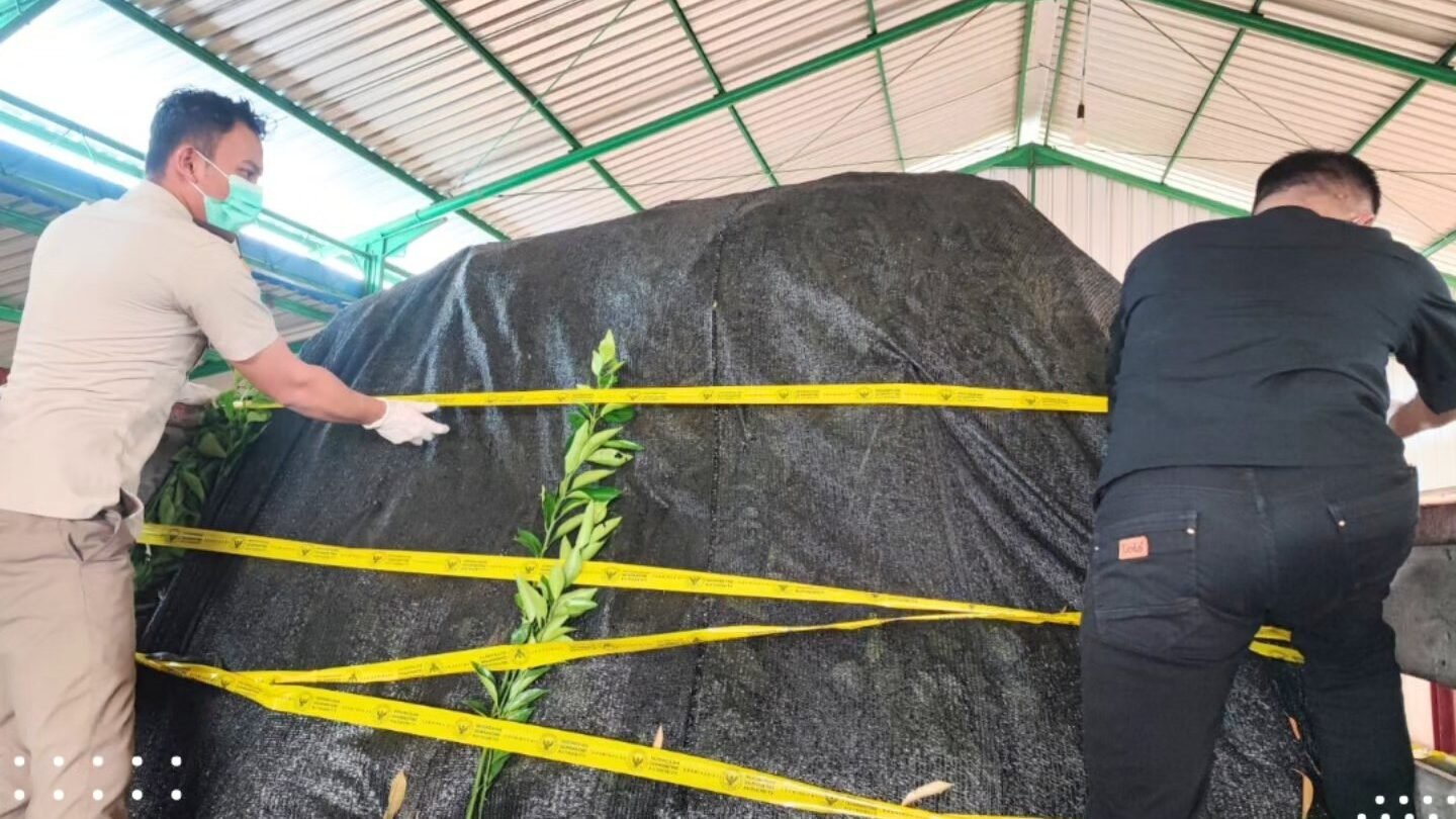 Petugas Karantina Kalbar Satpel Pelabuhan Suka Bangun memasang garis pengaman pada tumpukan bibit jeruk ilegal asal Semarang yang ditolak masuk ke Ketapang, Senin (23/12). (Dok.HO/Faktakalbar.id)
