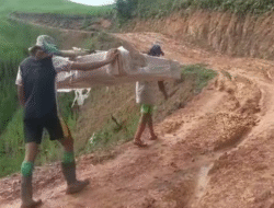 Ironi di Batas Negeri: Papan Tulis Digital ‘Dipanggul’ 4 Jam Tembus Hutan Demi Siswa Senutul