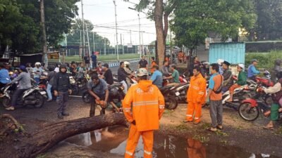 Tim gabungan melakukan pembersihan material pohon tumbang yang terjadi pasca bencana angin kencang menerjang Kota Probolinggo, Jawa Timur, pada Rabu (25/12). (Dok. BPBD Kota Probolinggo)