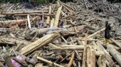 "Kapolri ungkap temuan bekas gergaji pada kayu gelondongan banjir Sumatra. Polisi dan Kemenhut telusuri hulu sungai, bidik jerat pidana bagi pelaku penebangan."