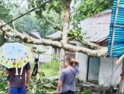 Diterjang Hujan Angin, Rumah Lansia di Kendawangan Ketapang Rusak Tertimpa Pohon Tumbang