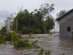Dihantam Badai Siklon, Empat Desa Pesisir Teluk Pakedai ‘Tenggelam’, Sekolah Ikut Rusak