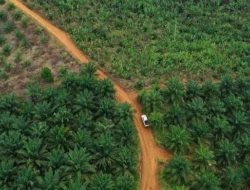 Kelola 23 Ribu Hektare Lahan, Pemkab Melawi Soroti Perusahaan Sawit yang Belum Punya HGU