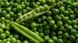 "Bingung cari pengganti daging? Jangan khawatir. Alam menyediakan sumber protein nabati melimpah dari tempe hingga kacang-kacangan. Simak panduannya."